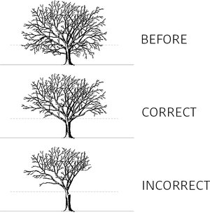 tree-canopy-raising-plainfield